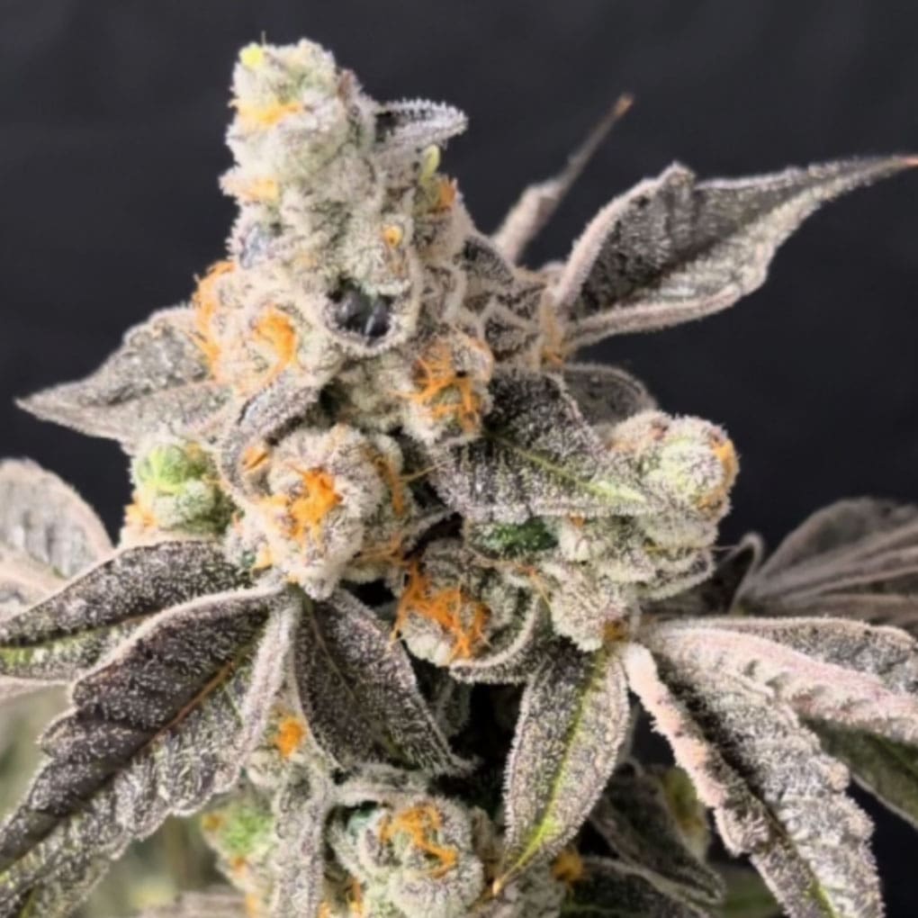 Lovin’ In Her Eyes – Blueberry Fudge