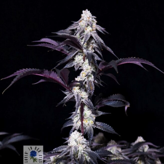Lovin’ In Her Eyes – Blueberry Rose