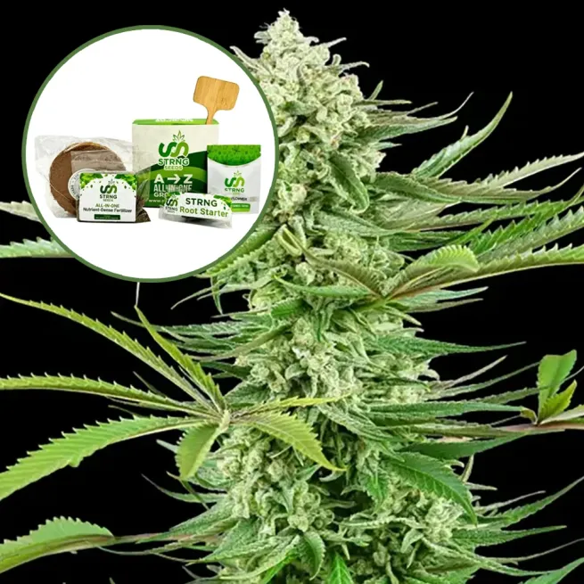 Malibu OG Strain Grow Kit