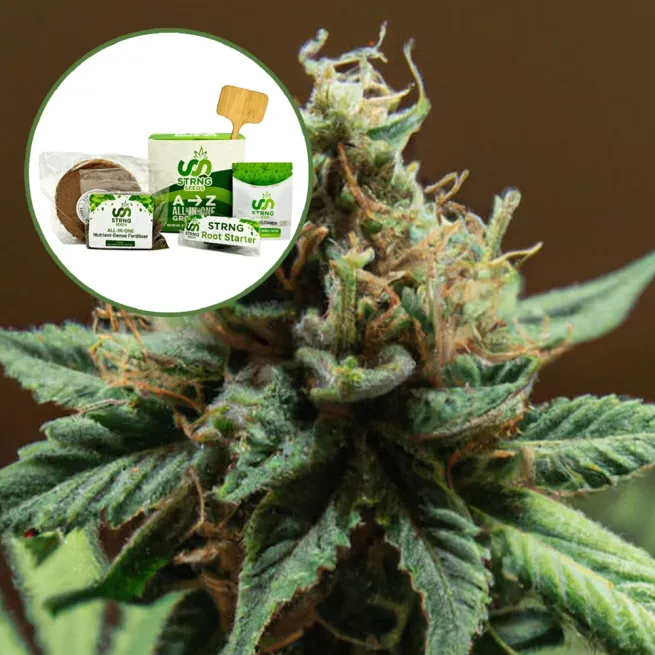 Mango Kush Strain Grow Kit
