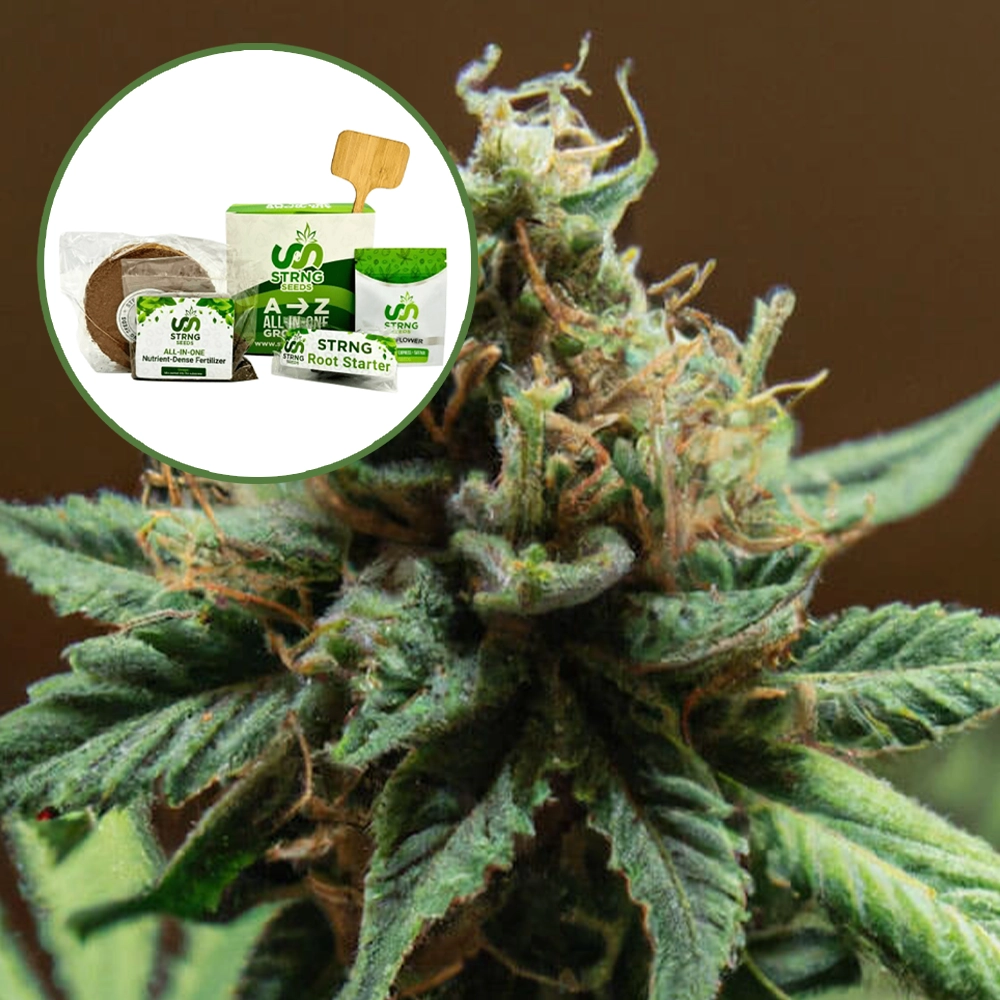 Mango Kush Strain Grow Kit