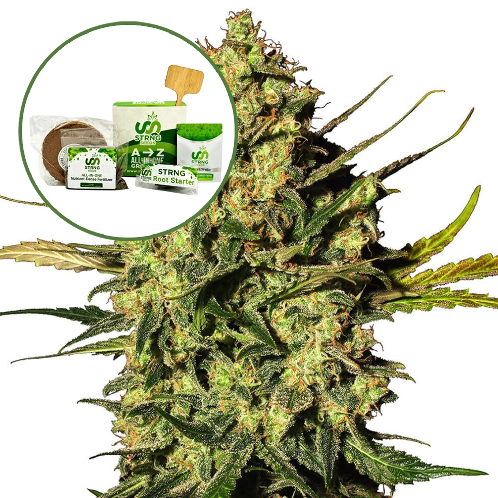 Master Kush Strain Grow Kit