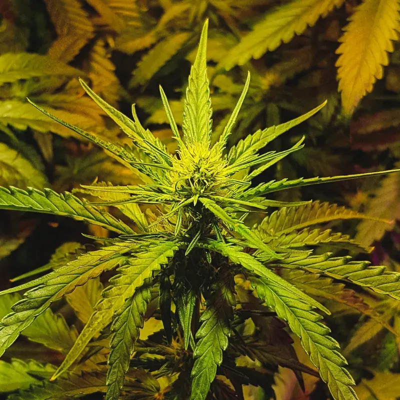 NYC Diesel