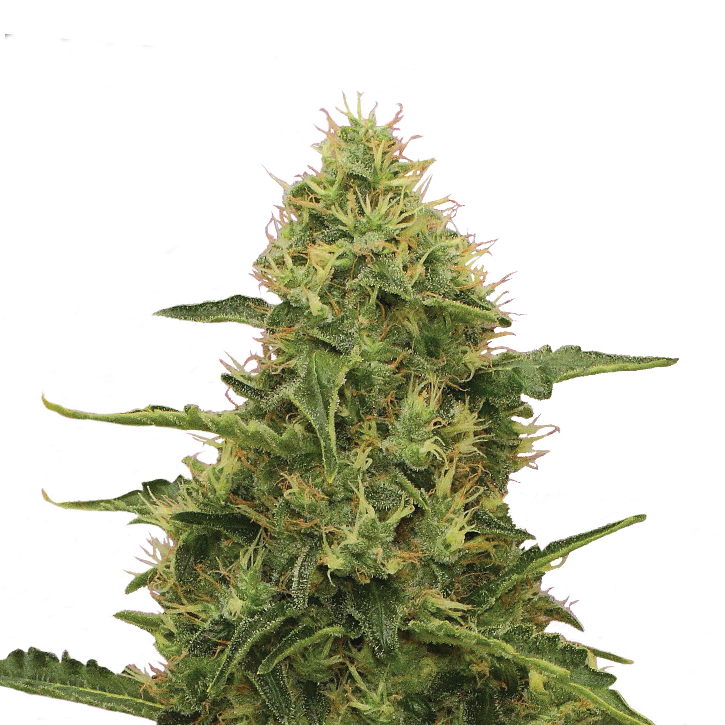 Northern Light Plant