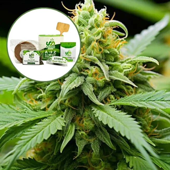 Orange Kush Strain Grow Kit