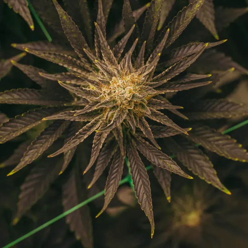 Platinum OG Auto