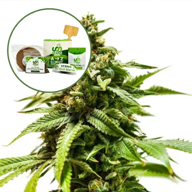Power Punch Strain Grow Kit