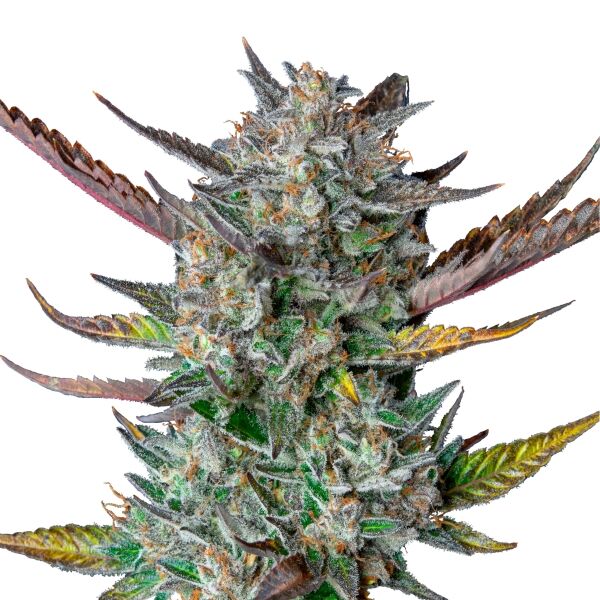Purple Punch Auto - Image 3