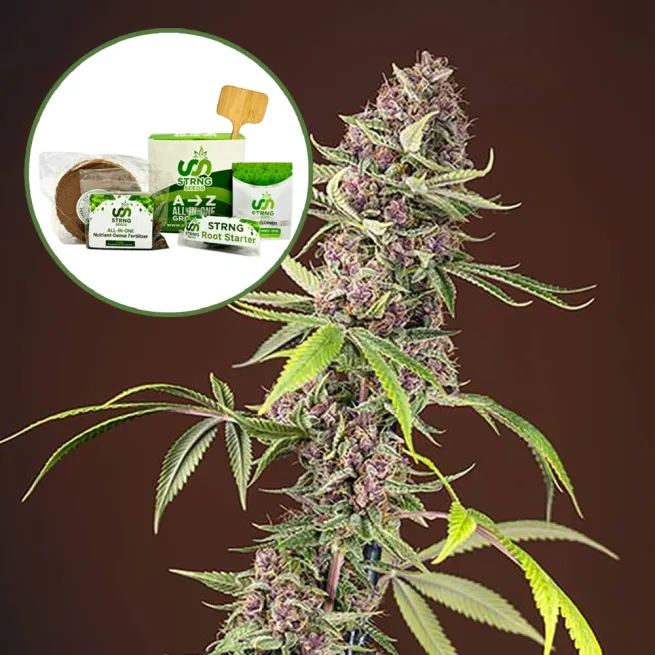 Red Mandarine Strain Grow Kit