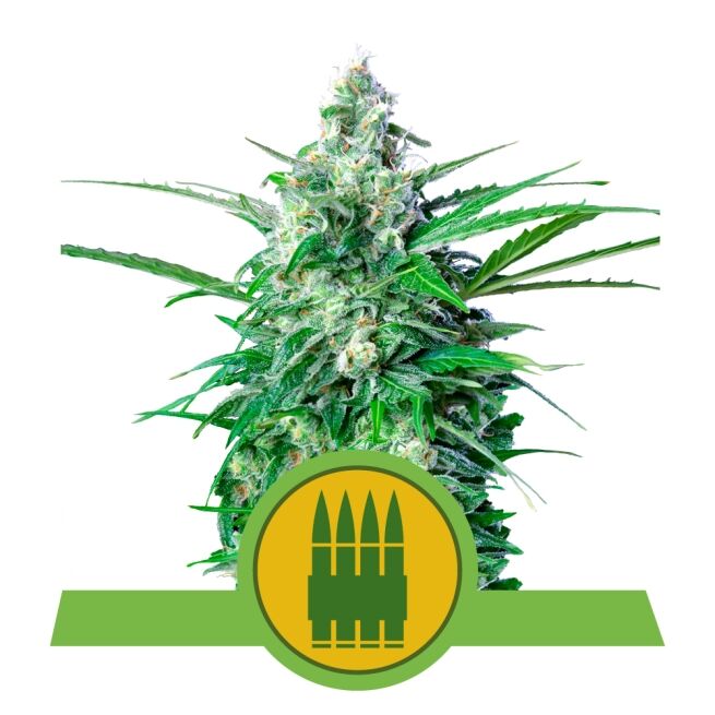 Royal AK Auto