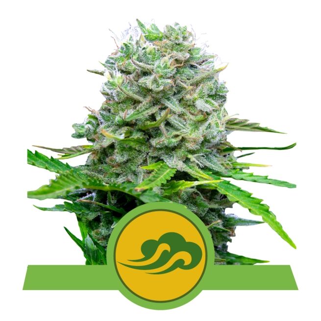 Royal Bluematic Auto
