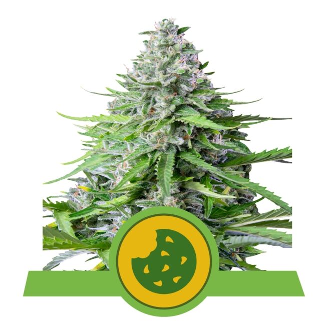 Royal Cookies Auto