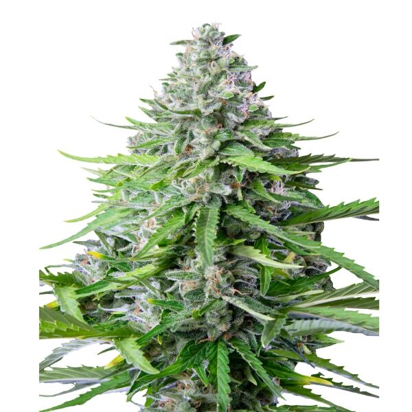 Royal Cookies Auto - Image 3