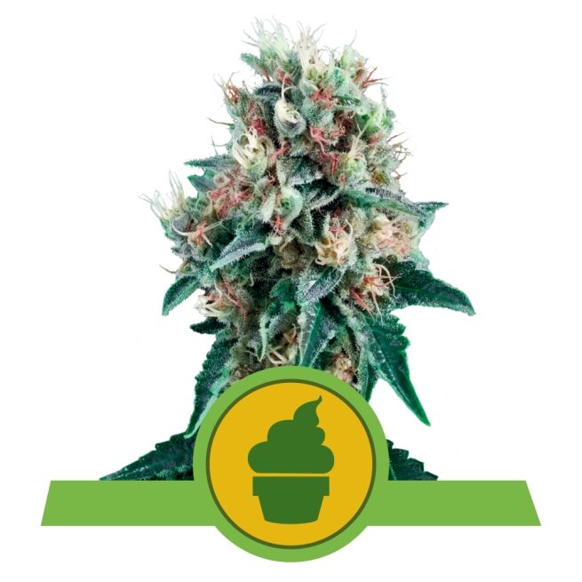 Royal Creamatic Auto