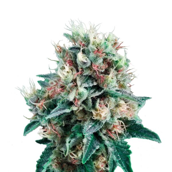 Royal Creamatic Auto - Image 3