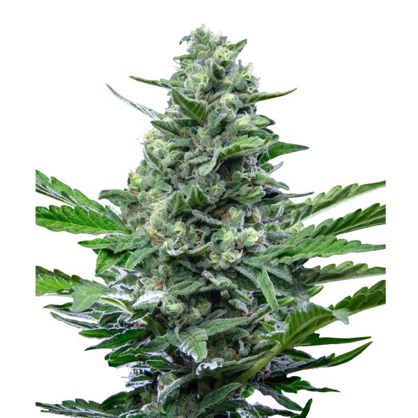 Royal Critical Auto - Image 3