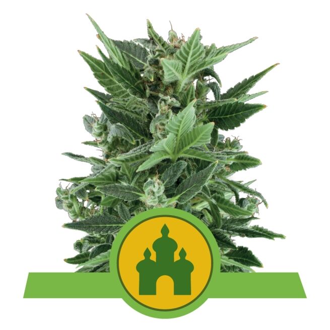 Royal Kush Auto