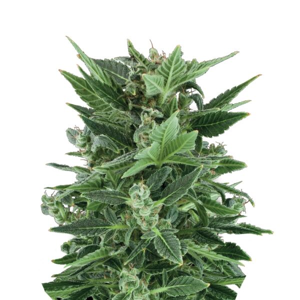 Royal Kush Auto - Image 3