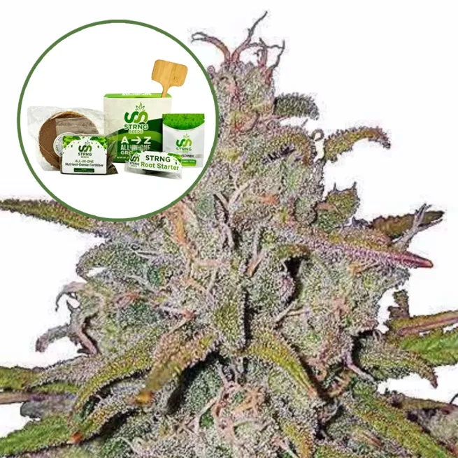 Runtz Strain Grow Kit