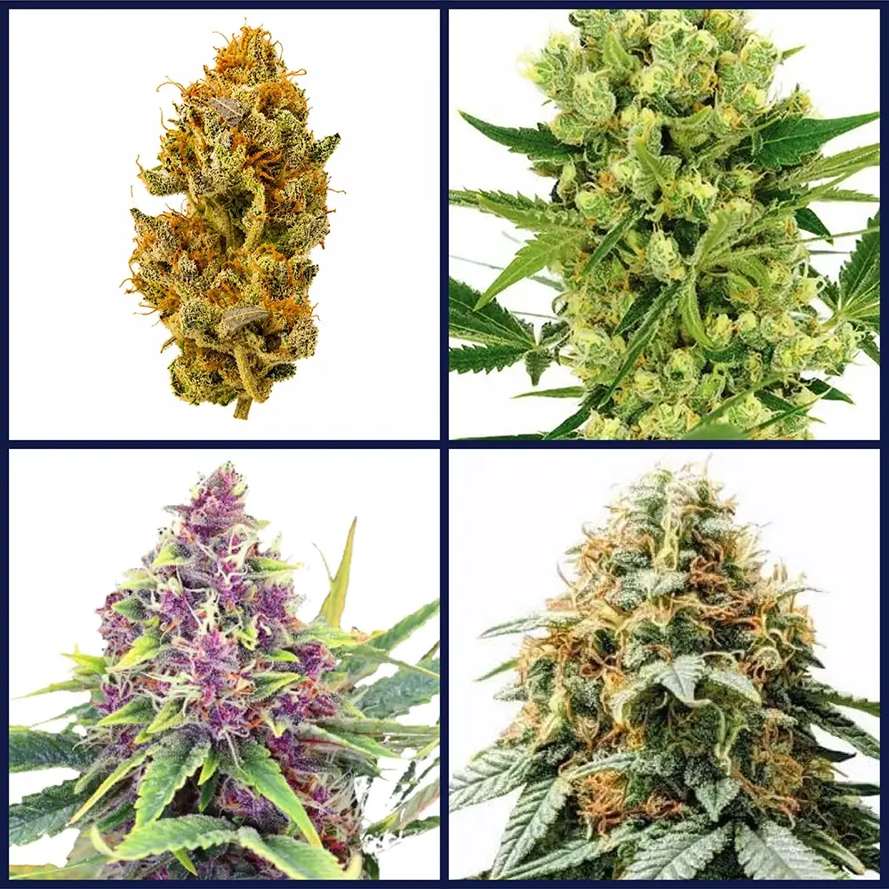 Best Selling Strains Seed Bundle
