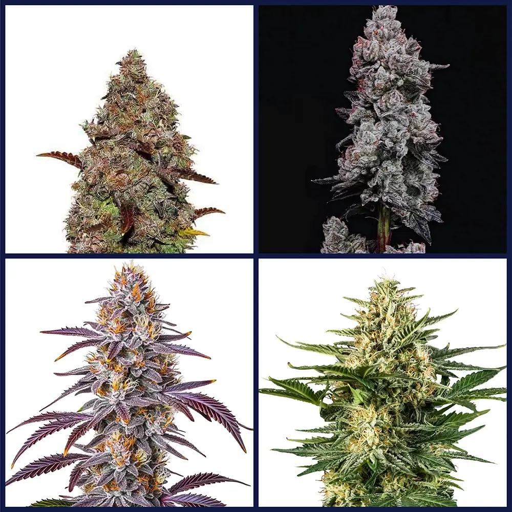 Gelato Strains Seed Bundle