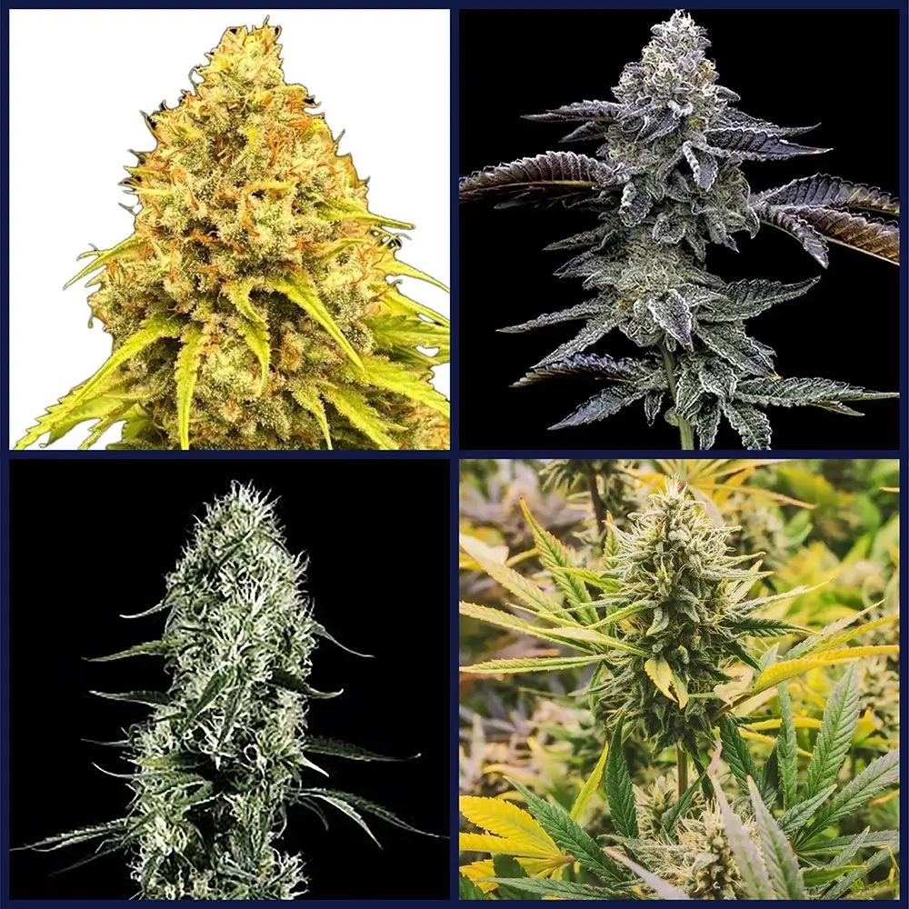 Haze Strains Seed Bundle