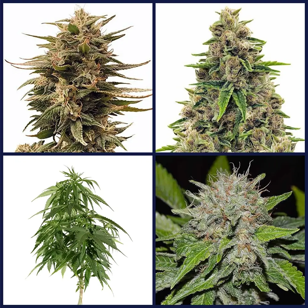 High CBD Strains Seed Bundle