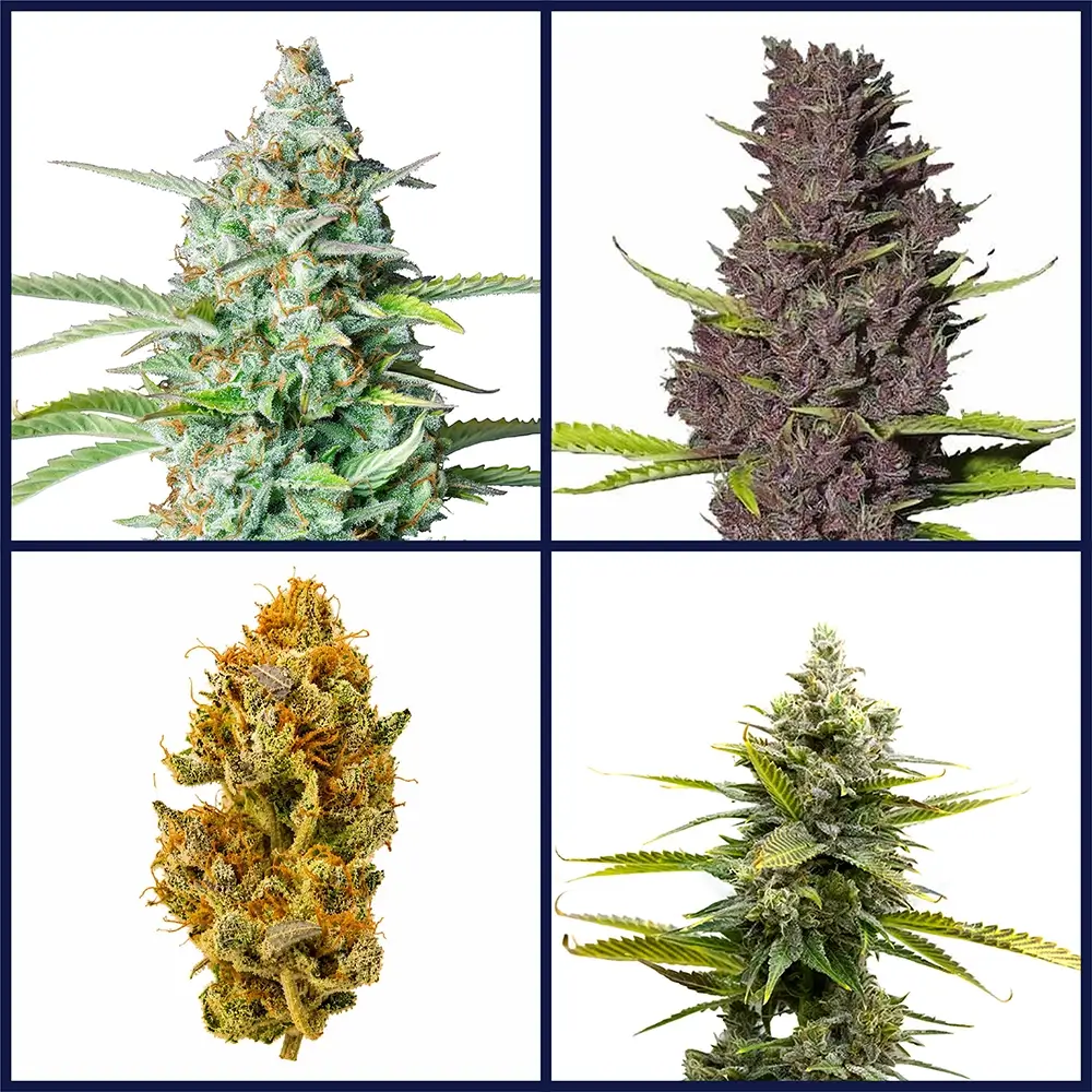 Learn to Grow Seed Bundle