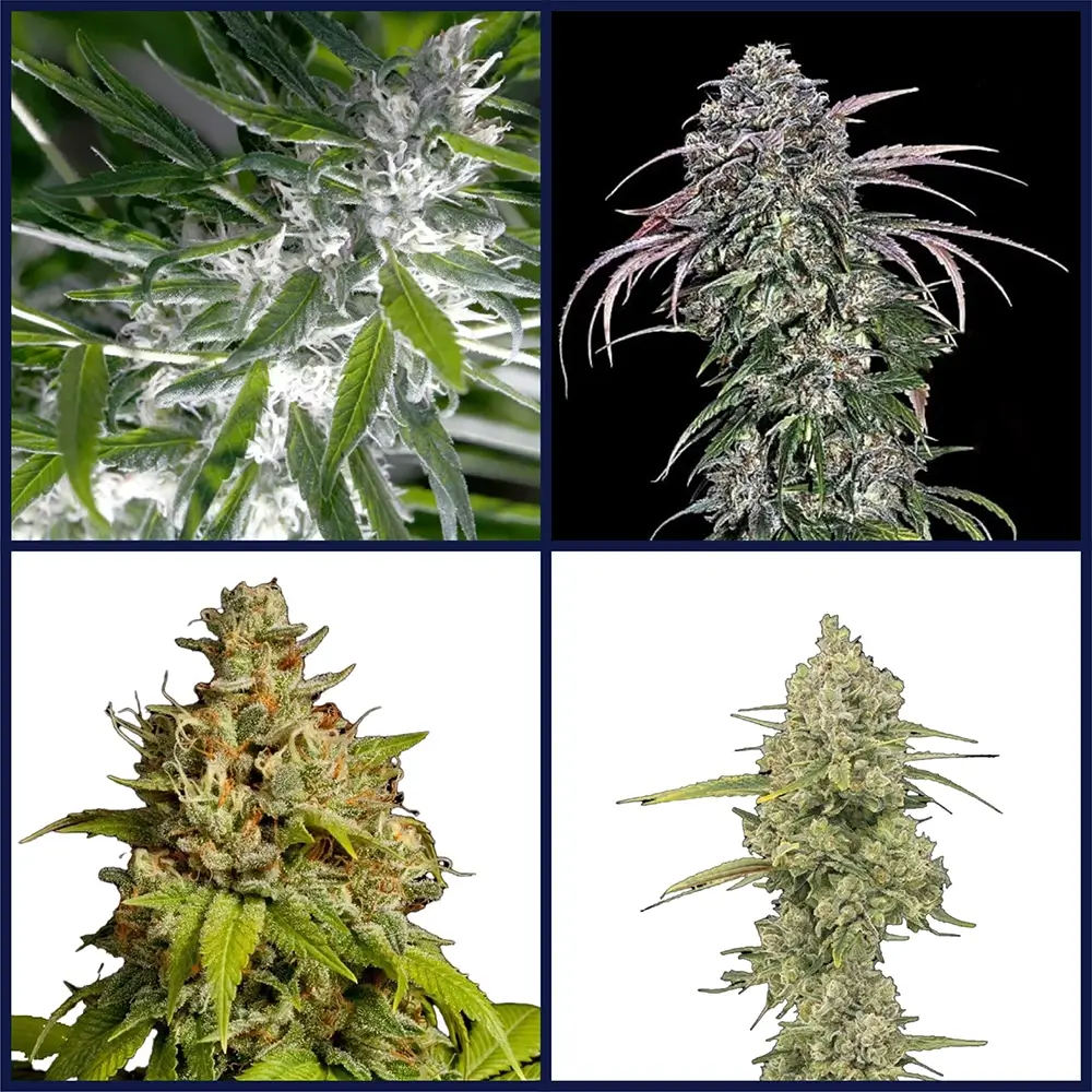 Outdoor Strains Seed Bundle