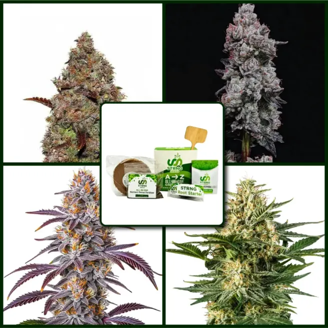 Gelato Strains Kit Bundle