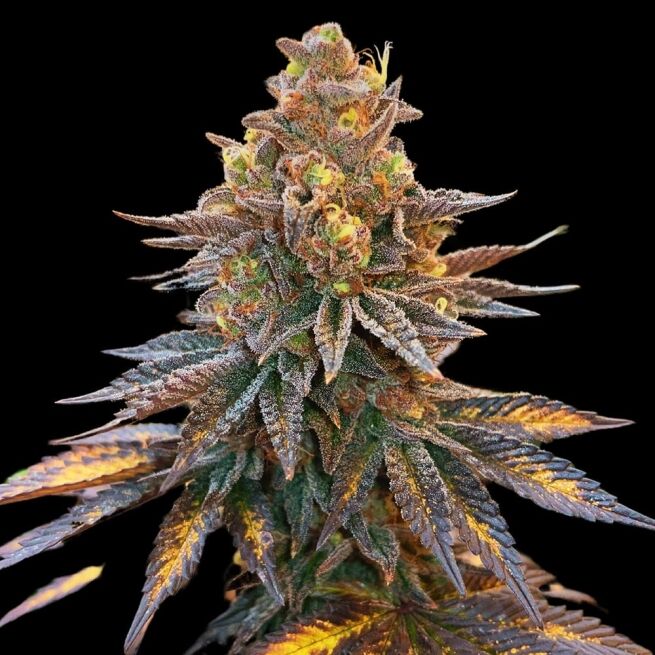STRNG Seeds – Banana Hammock