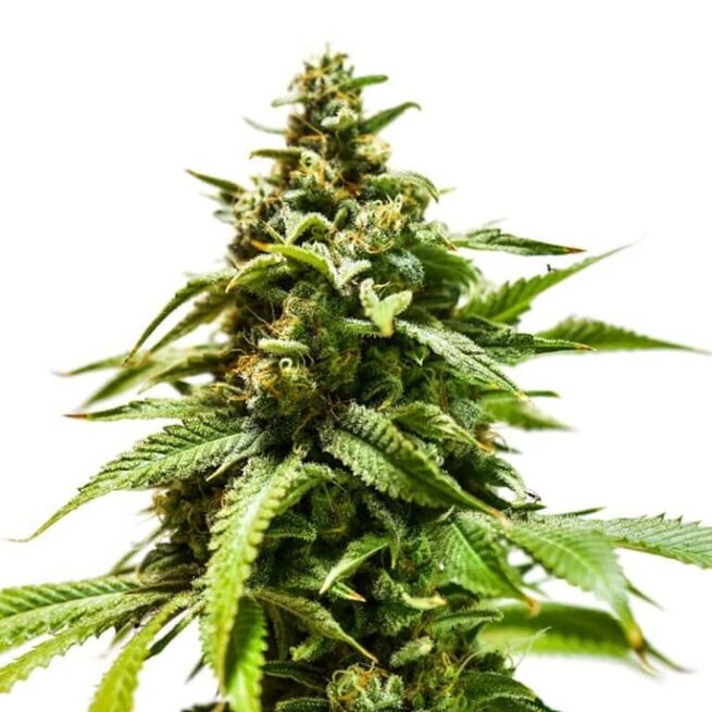 STRNG Seeds – Power Punch