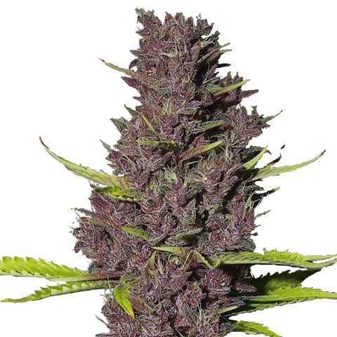 STRNG Seeds - Blue Dream