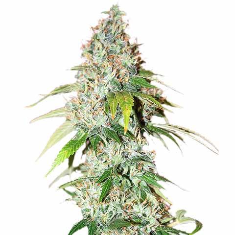STRNG Seeds - OG Kush Auto