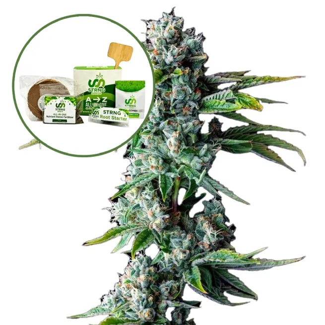 Skywalker OG Strain Grow Kit