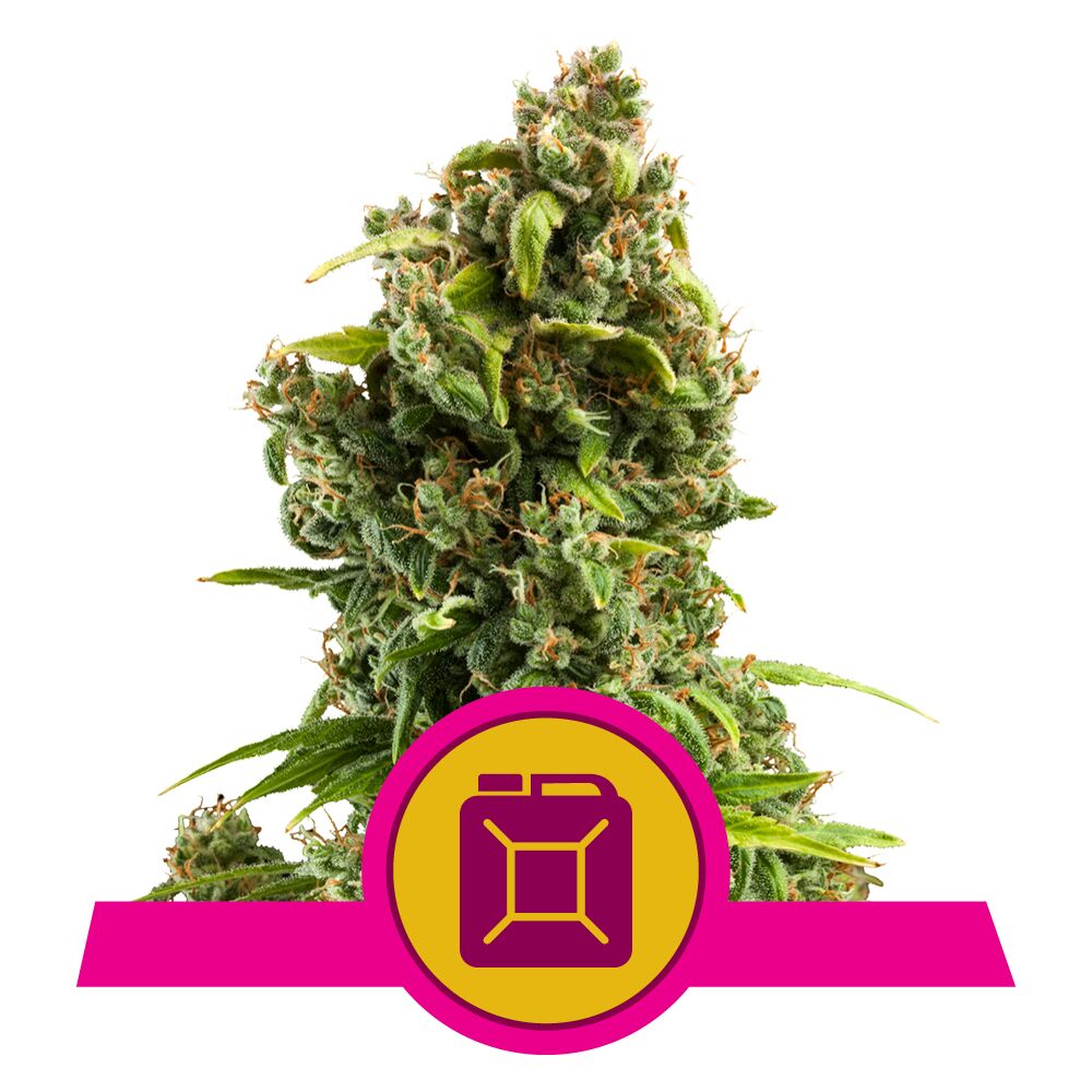 Sour Diesel