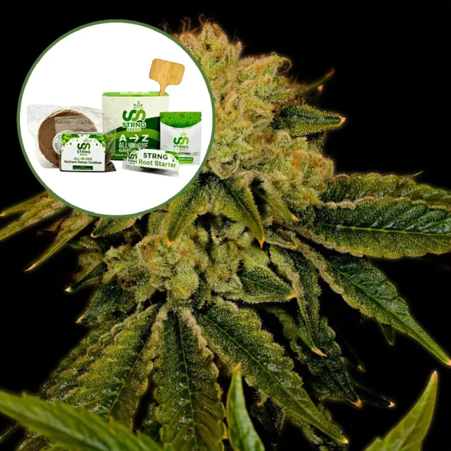 Space Cake Strain Grow Kit