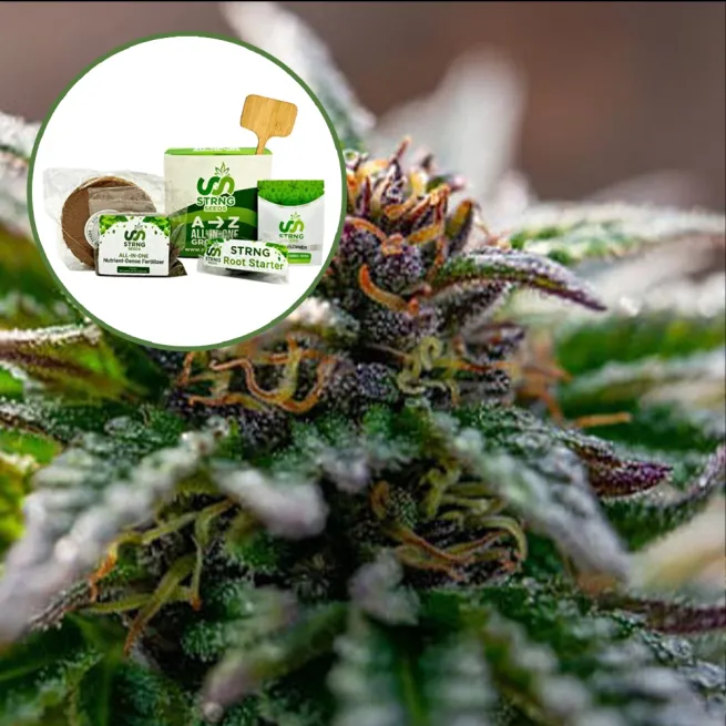 Strawberry Cough Strain Grow Kit