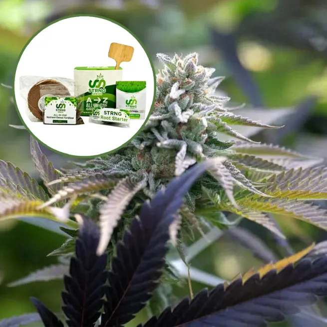 Sunset Sherbet Strain Grow Kit