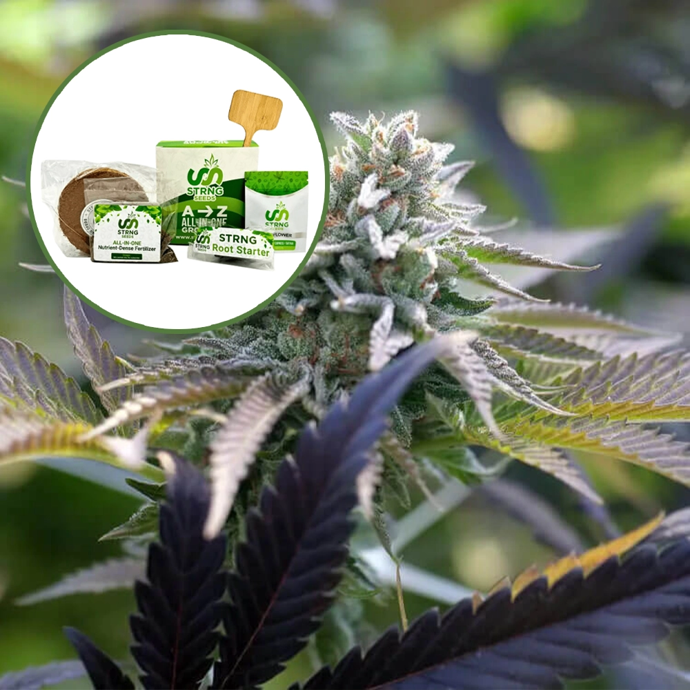 Sunset Sherbet Strain Grow Kit