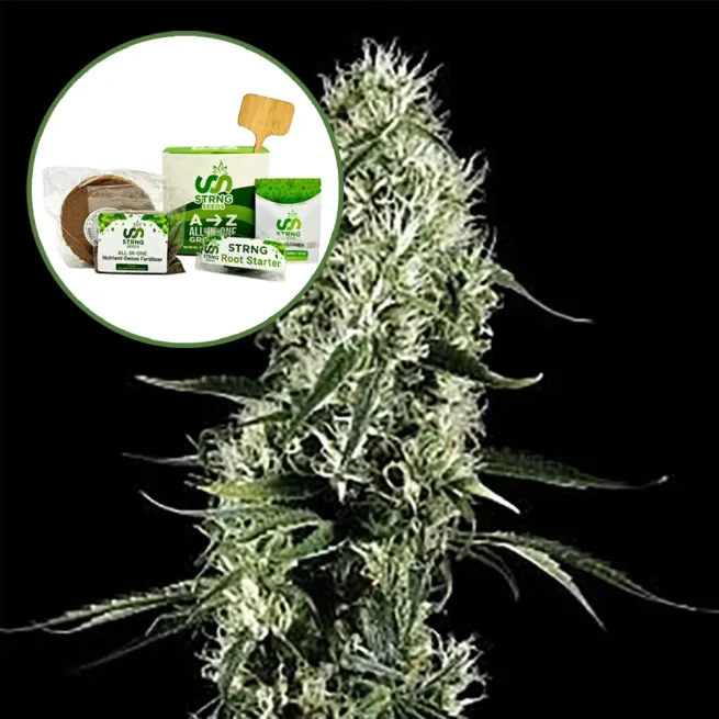 Super Silver Haze Strain Grow Kit