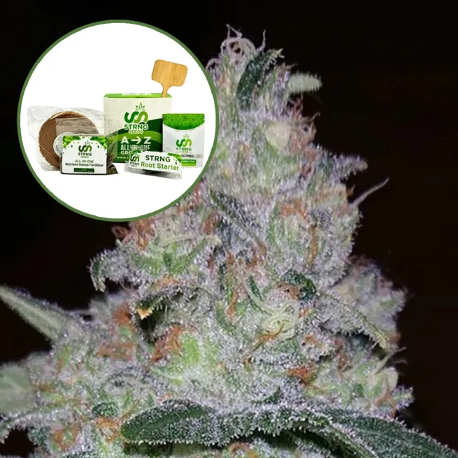 Supernova Strain Grow Kit