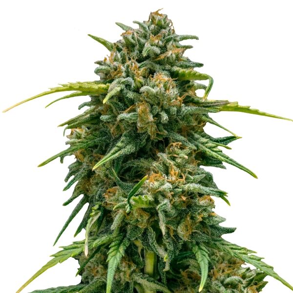 Sweet Skunk Auto - Image 3