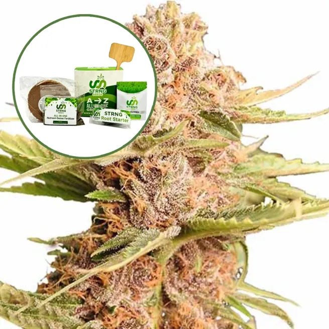 THCA Girl Scout Cookie Strain Grow Kit
