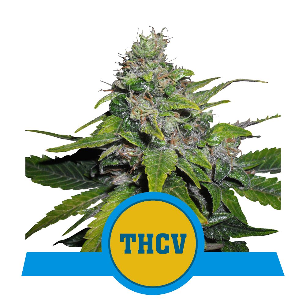 Royal THCV