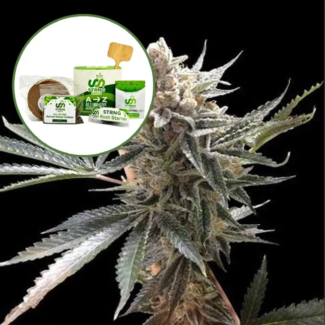Tangie Strain Grow Kit