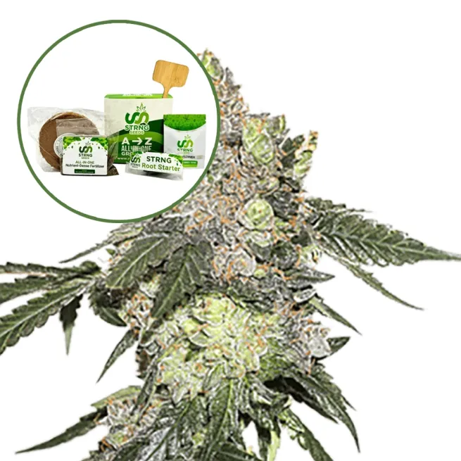 Thin Mint Cookies Strain Grow Kit