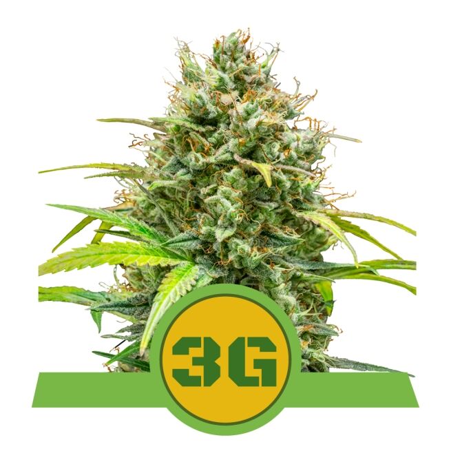 Triple G Auto