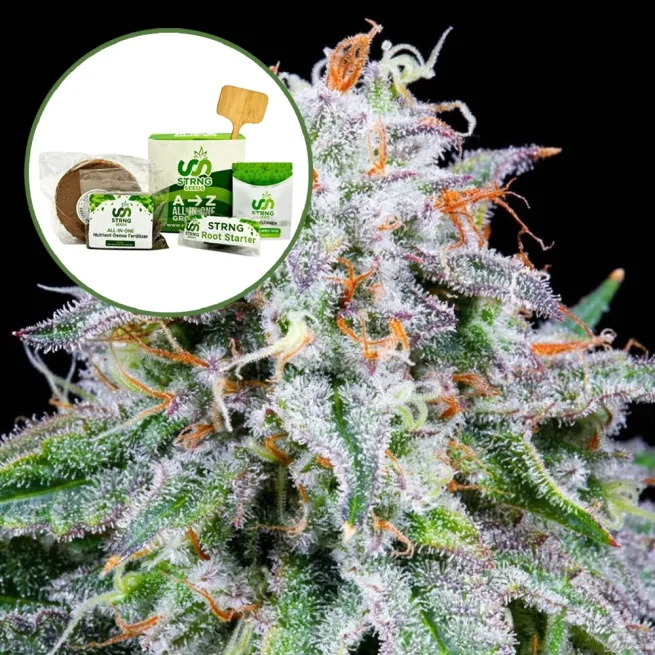 Watermelon Mimosa Strain Grow Kit