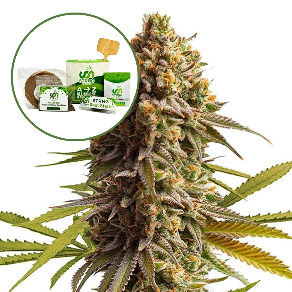 Wedding Cake Strain Grow Kit